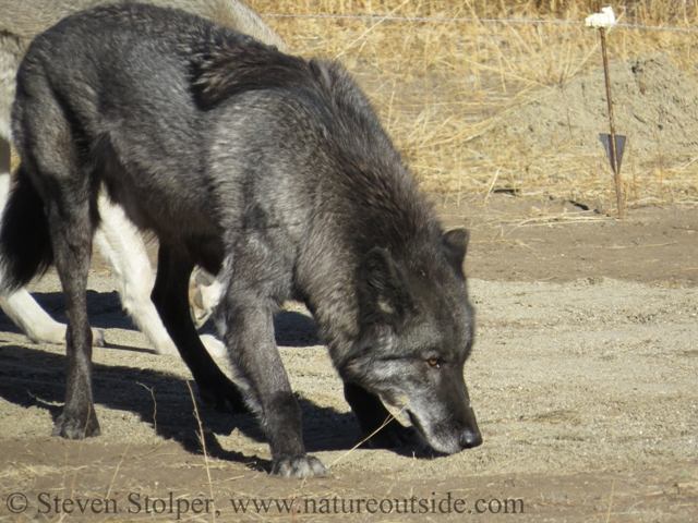 wolf sniffing