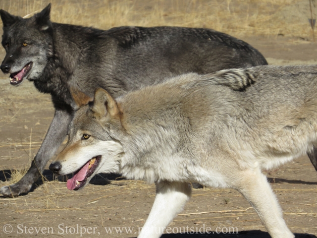Both of these animals are Gray Wolves