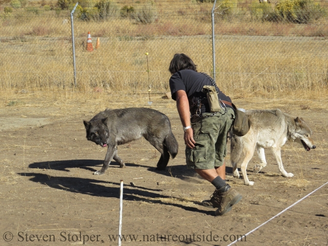 Chris with wolves