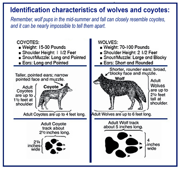 The Oregon Department of Fish and Wildlife created this picture. So measurements shown are for the population residing in that state. I have modified this diagram by removing verbiage.