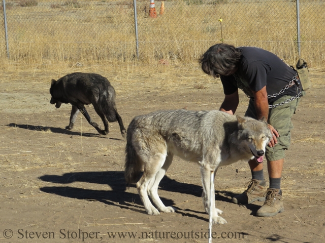 Chris scratching wolf