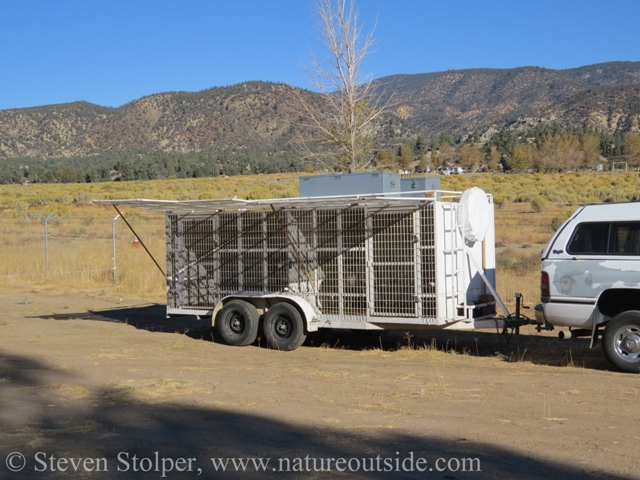 The trailer provides shades and roomy accomodations for the wolves. The two wolves have private accomadations.