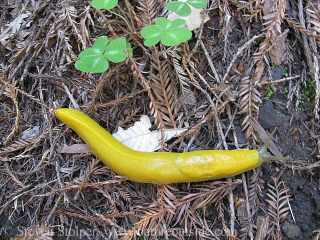 Banana Slug with Redwood sorrel (Oxalis oregana)