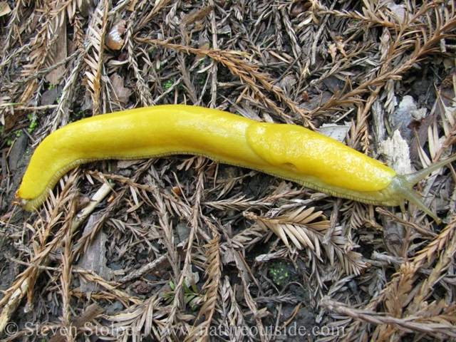 Banana Slug - Note the mantle with its pneumostone