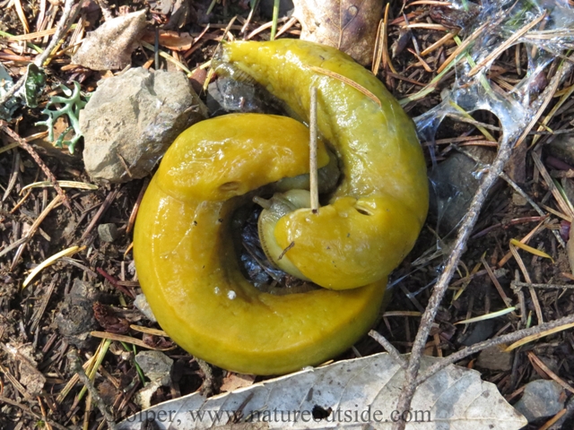 Mating banana slugs with only a twig for modesty. They tend to form a Yin-Yang shape.