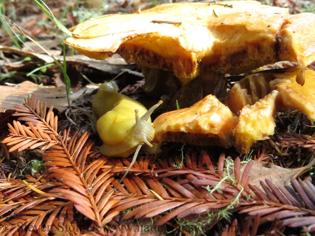 Notice how its using its four antennae. The left eye stalk is examining the mushroom as it feels it.