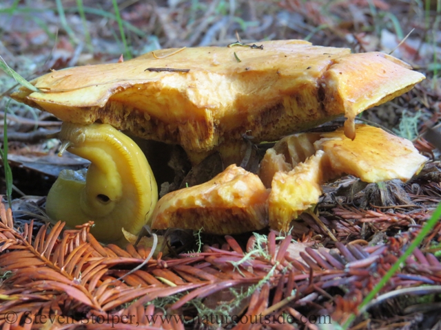 The banana slug uses its radula to scrape/cut food and move it into its mouth.