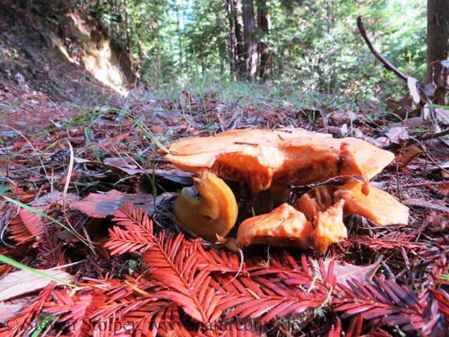 Banana slug consuming a mushroom by the side of the trail.
