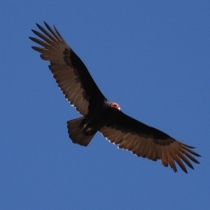 Turkey Vulture in flight. Photo by Lebite, Wikipedia.org