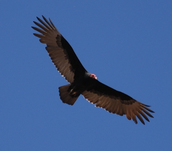 Turkey Vulture in flight. Photo by Lebite, Wikipedia.org