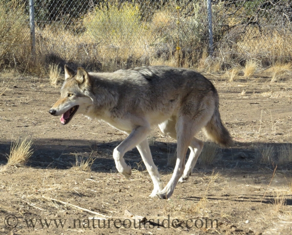 wolf slow walk