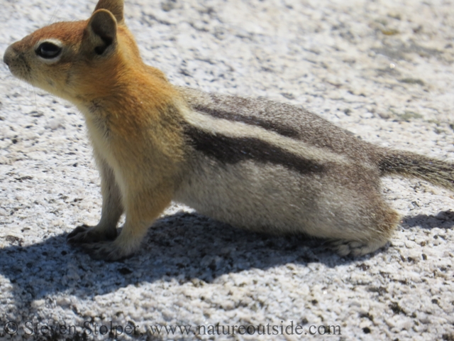 Golden-mantled ground squirrel 