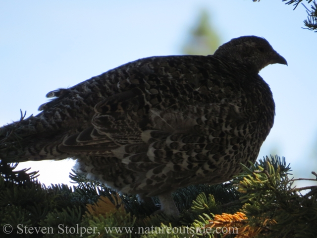 silhouette of Sooty Grouse