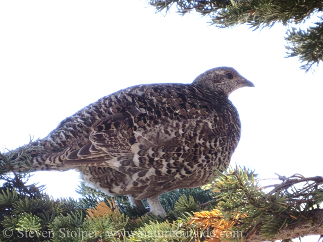 Sooty Grouse (Dendragapus fuliginosus). I think it is female.