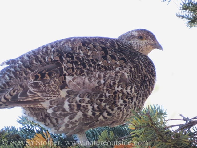 sooty grouse