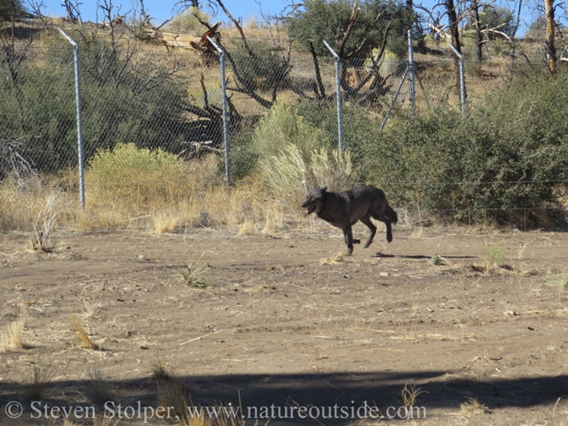 wolf galloping