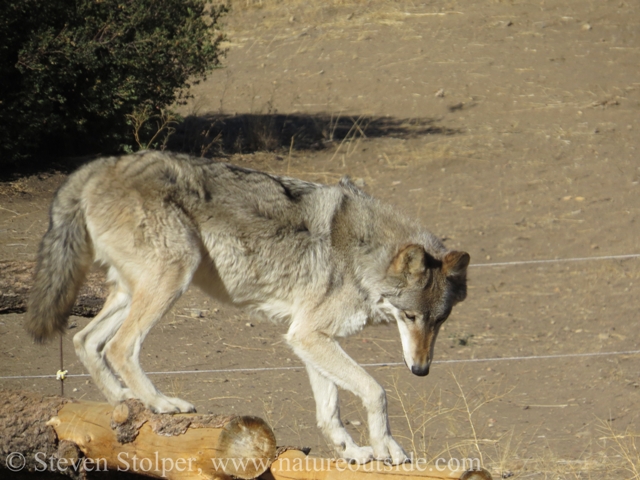 wolf preparing to jump