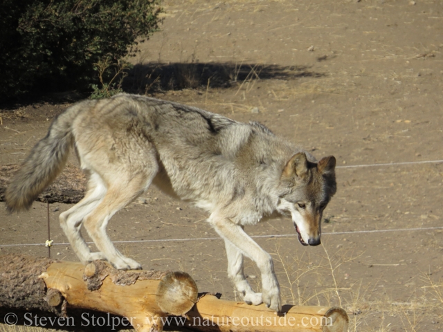 wolf jumping