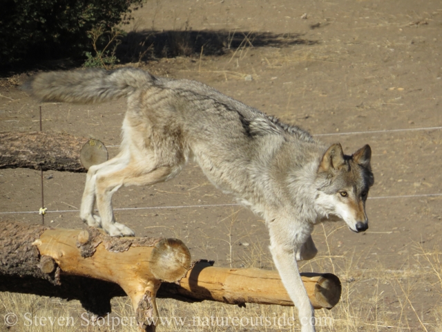 wolf jumping