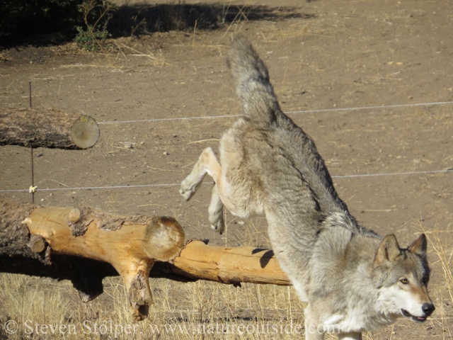 wolf jumping