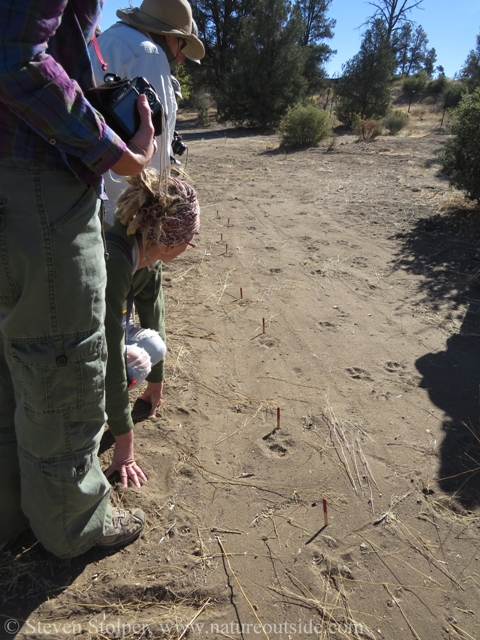 examining wolf tracks to find track pattern