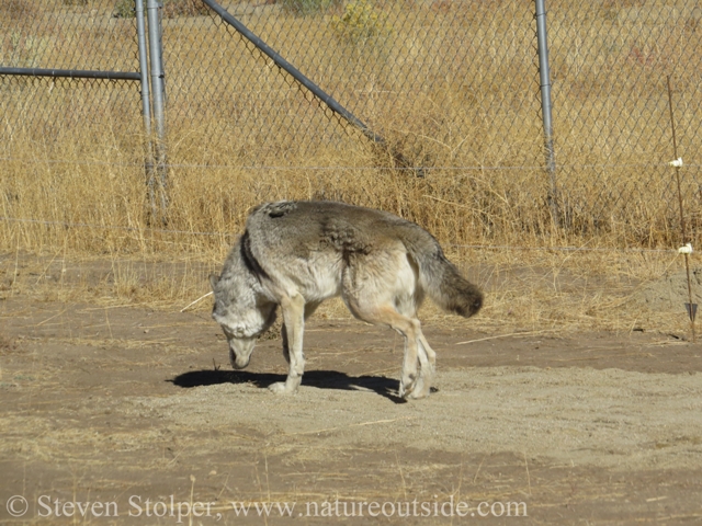 wolf exploring sand