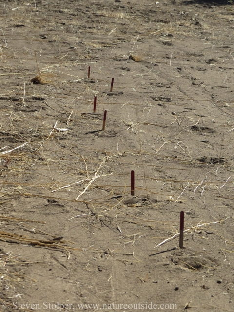 Wolf tracks with Popsicle sticks