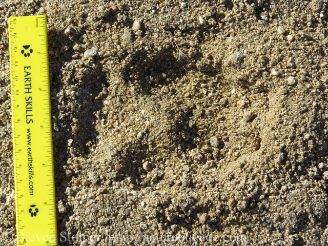 wolf track - front