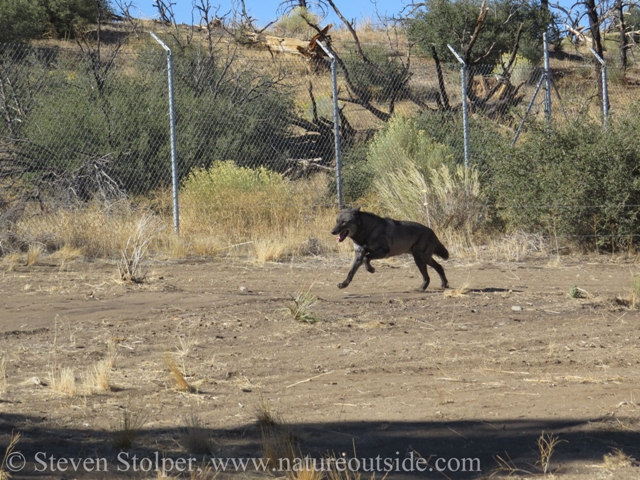 wolf galloping