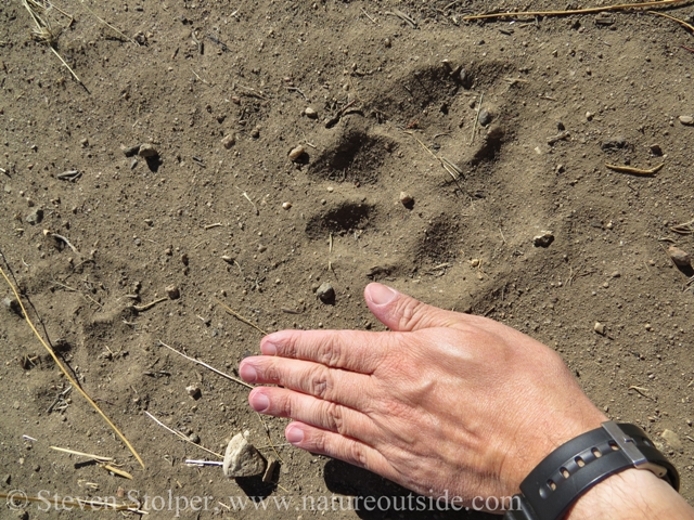 hand and wolf track