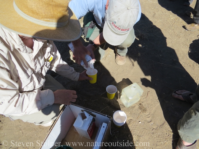 Pouring plaster of paris mix unto plastic cup