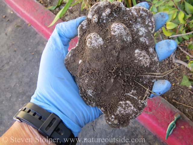 removing dirt from cast