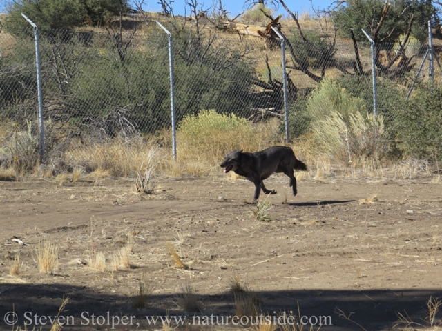 wolf galloping