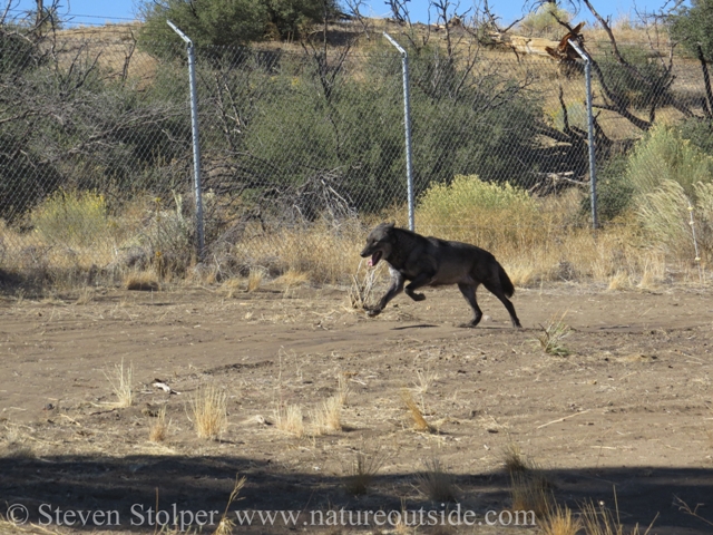 wolf galloping