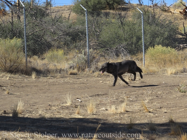 wolf galloping