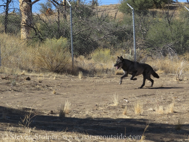 wolf galloping