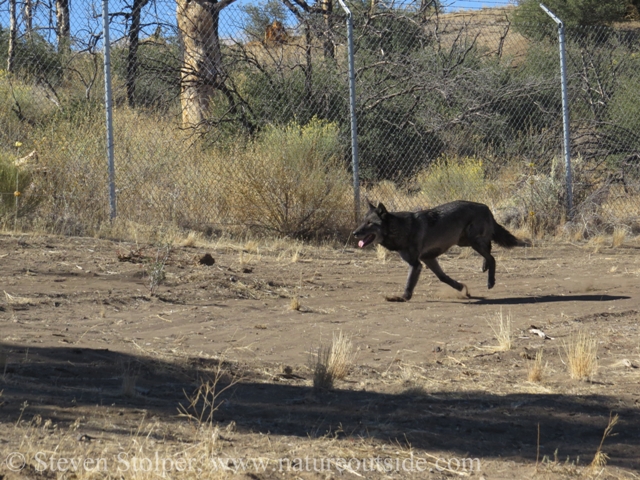 wolf galloping