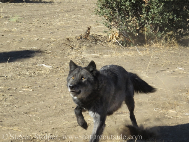 wolf running