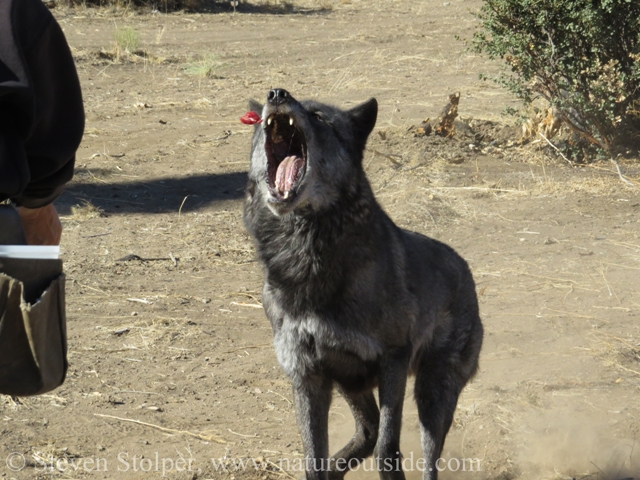 wolf leaping