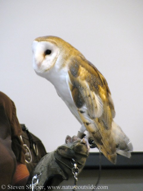 Barn Owl (Tyto alba)