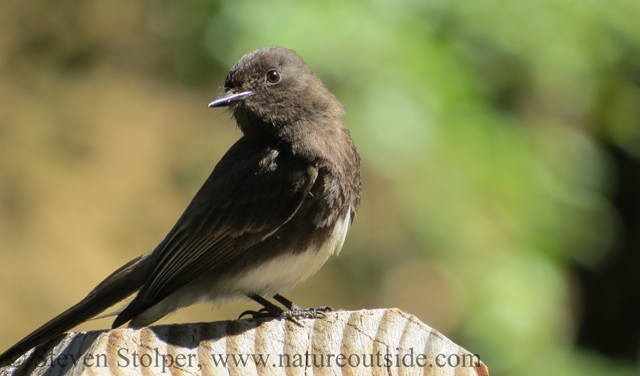 BlackPhoebe0cr