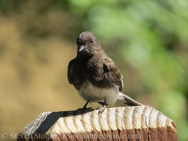 The Black Phoebe (Sayornis nigricans) catches insects on the wing. It is more vulnerable to prolonged heavy rain.