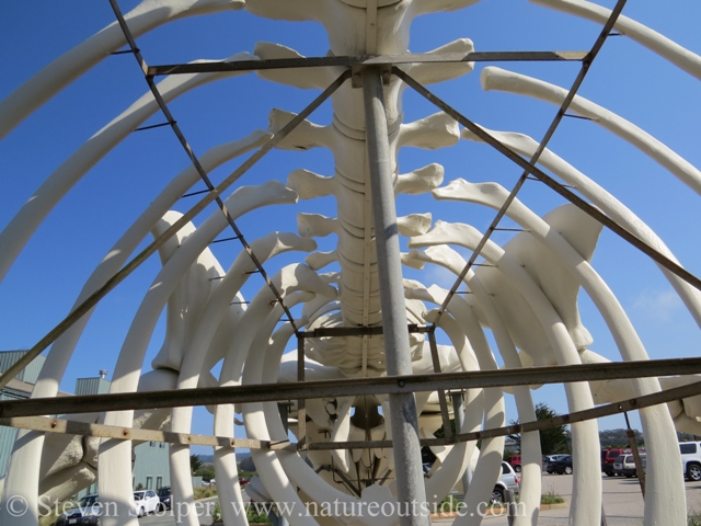 blue whale skeleton