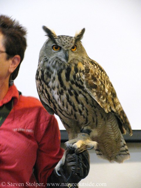 Eurasian Eagle Owl (Bubo bubo)