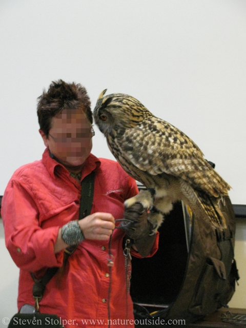 Eurasian Eagle Owls are the largest owls in the world
