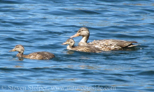 Ducks, like these Mallards, benefit from flooded fields.