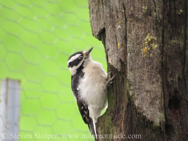 Female Nuttall's woodpecker (Picoides nuttallii). The farm is managed to provide good habitat for wildlife.