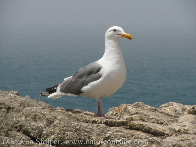 California Gull (Larus californicus) perched on a bluff overlooking the Pacific Ocean