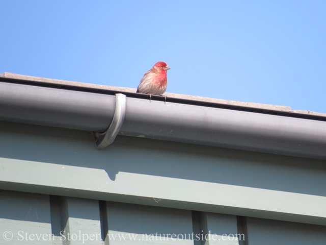 House Finch looking down on the huge monsters. 
