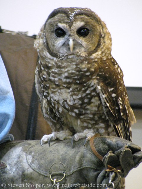 Spotted Owl (Strix occidentalis)